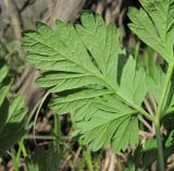 Physospermum cornubiense. Часть листа (вид снизу). Краснодарский край, Абинский р-н, окр. пос. Ахтырский, лес. 28.03.2016.