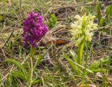 Dactylorhiza romana ssp. georgica