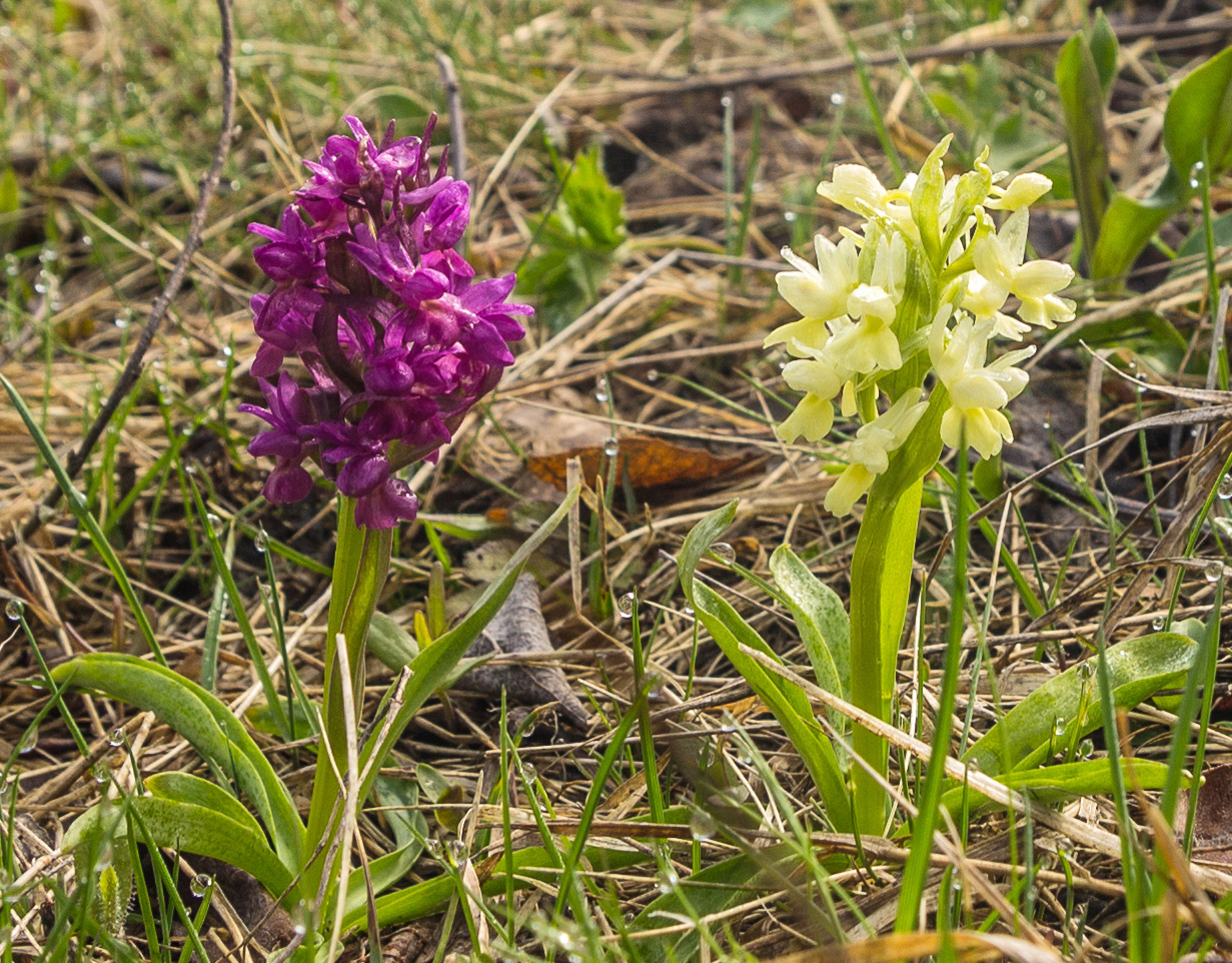 Изображение особи Dactylorhiza romana ssp. georgica.