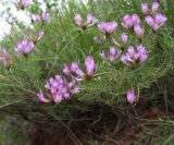 Astragalus temirensis