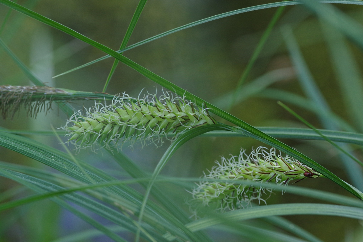 Изображение особи Carex vesicaria.