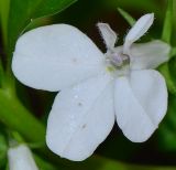 Lobelia erinus. Цветок (белоцветковая форма). Израиль, Шарон, пос. Кфар Шмариягу, в культуре в озеленении. 07.12.2014.