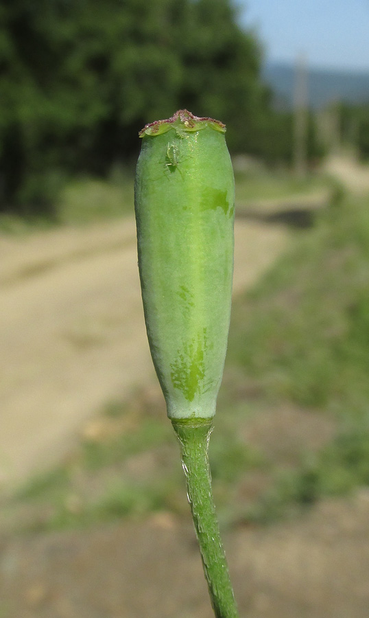 Image of Papaver albiflorum specimen.