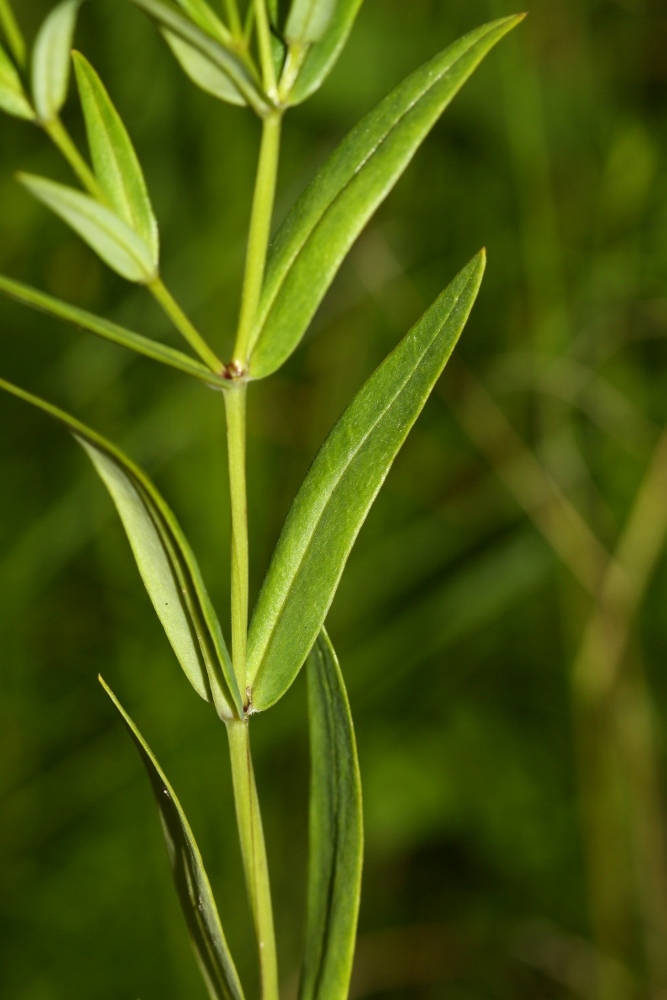 Image of Stellaria discolor specimen.