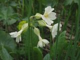 Primula pallasii