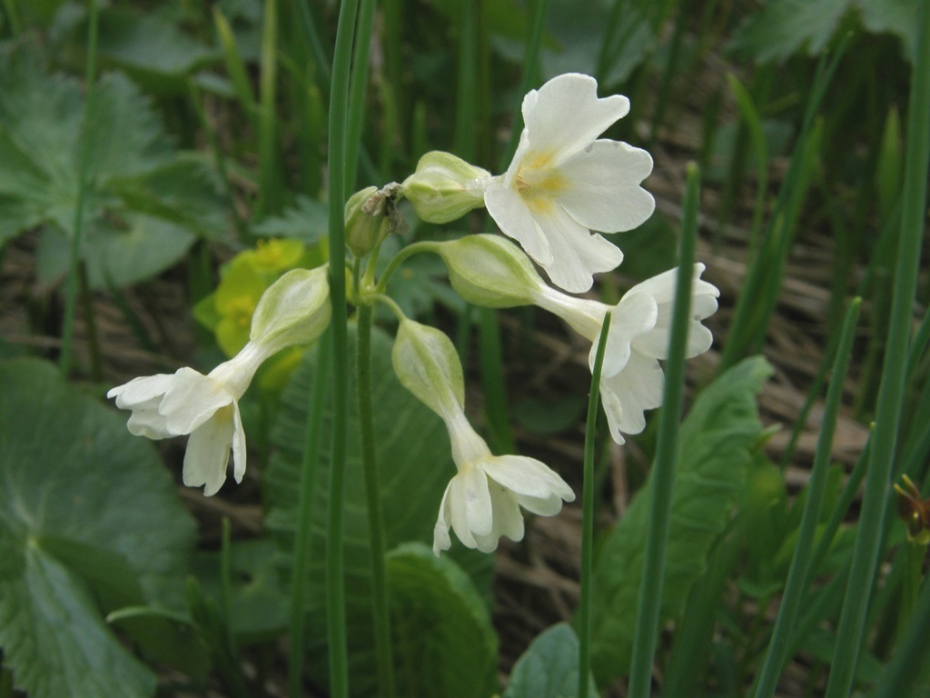 Изображение особи Primula pallasii.