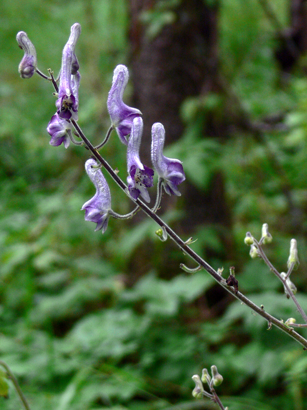 Изображение особи Aconitum septentrionale.