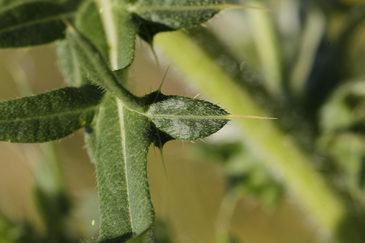 Изображение особи Cirsium serrulatum.