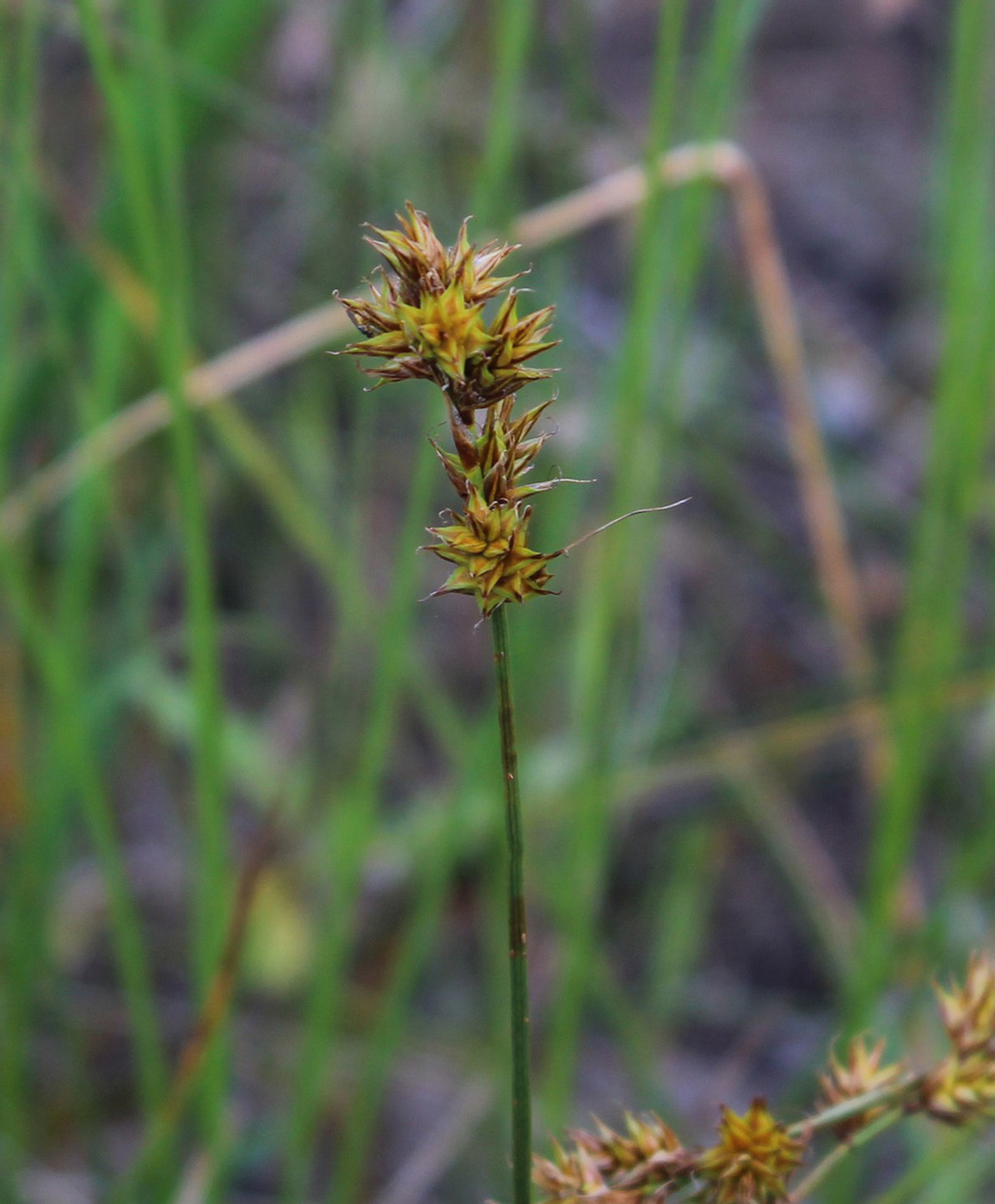 Image of Carex colchica specimen.
