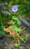 Geranium bohemicum