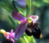 Ophrys oestrifera. Цветок (вид сбоку). Украина, Крым, Никитский ботанический сад, заповедник \"Мыс Мартьян\", лес. Средина апреля 2002 г.