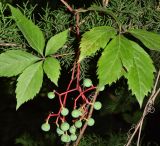 Parthenocissus quinquefolia