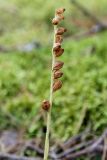 Goodyera repens. Соплодие со вскрывшимися коробочками. Ленинградская обл., Лужский р-н, окр. оз. Сяберо, сосняк лишайниково-зеленомошный. 06.09.2016.