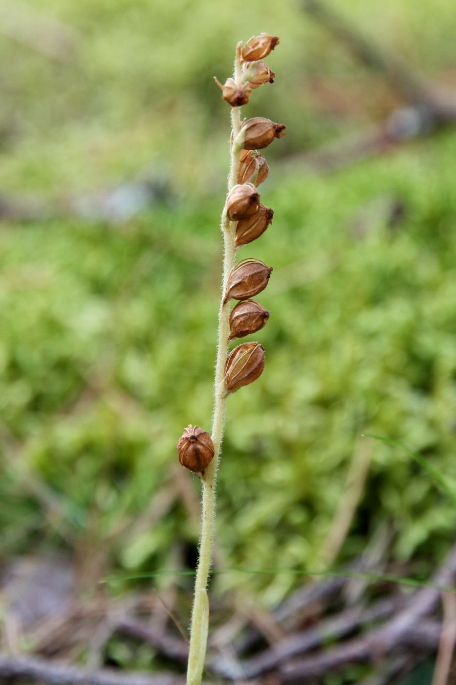 Image of Goodyera repens specimen.