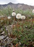 Endocellion glaciale