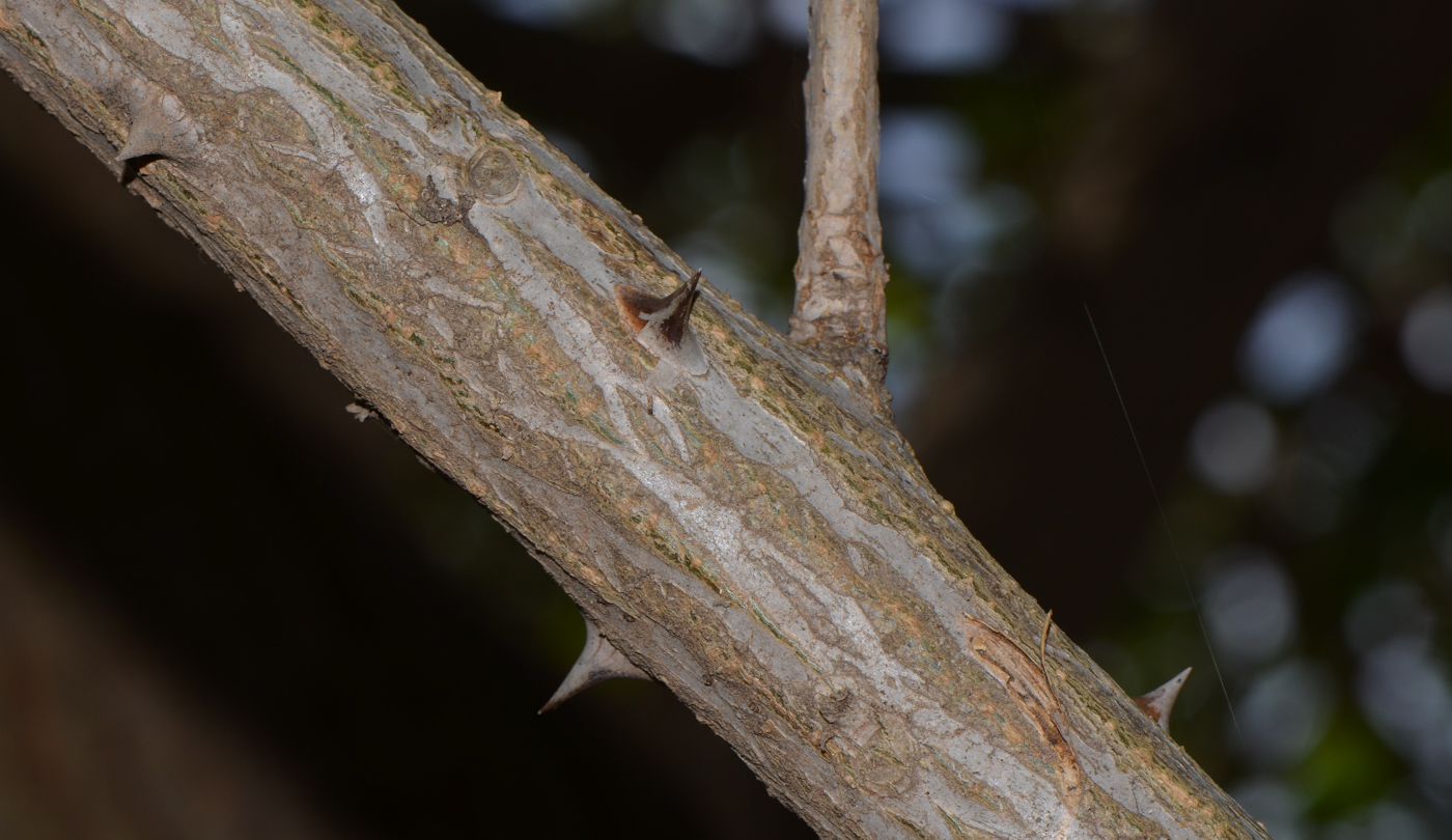 Image of Erythrina corallodendron specimen.