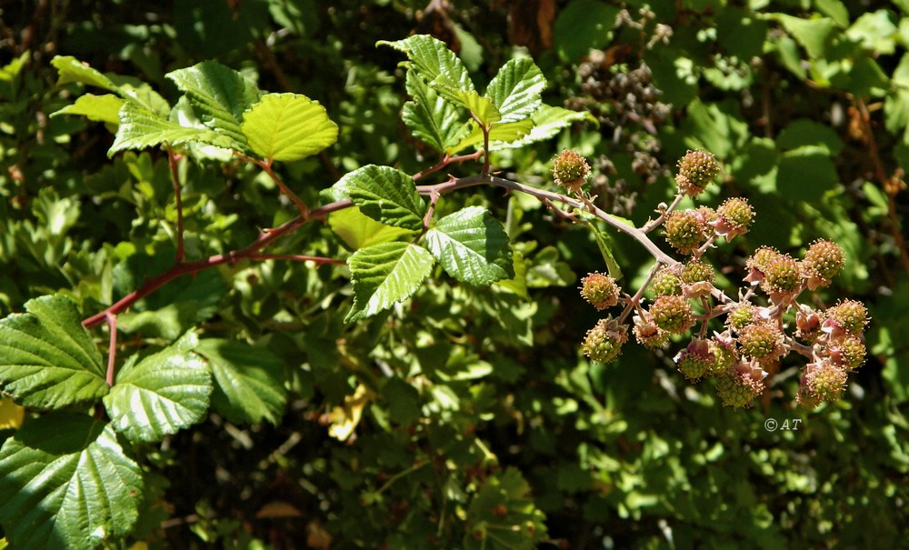 Image of Rubus ulmifolius specimen.