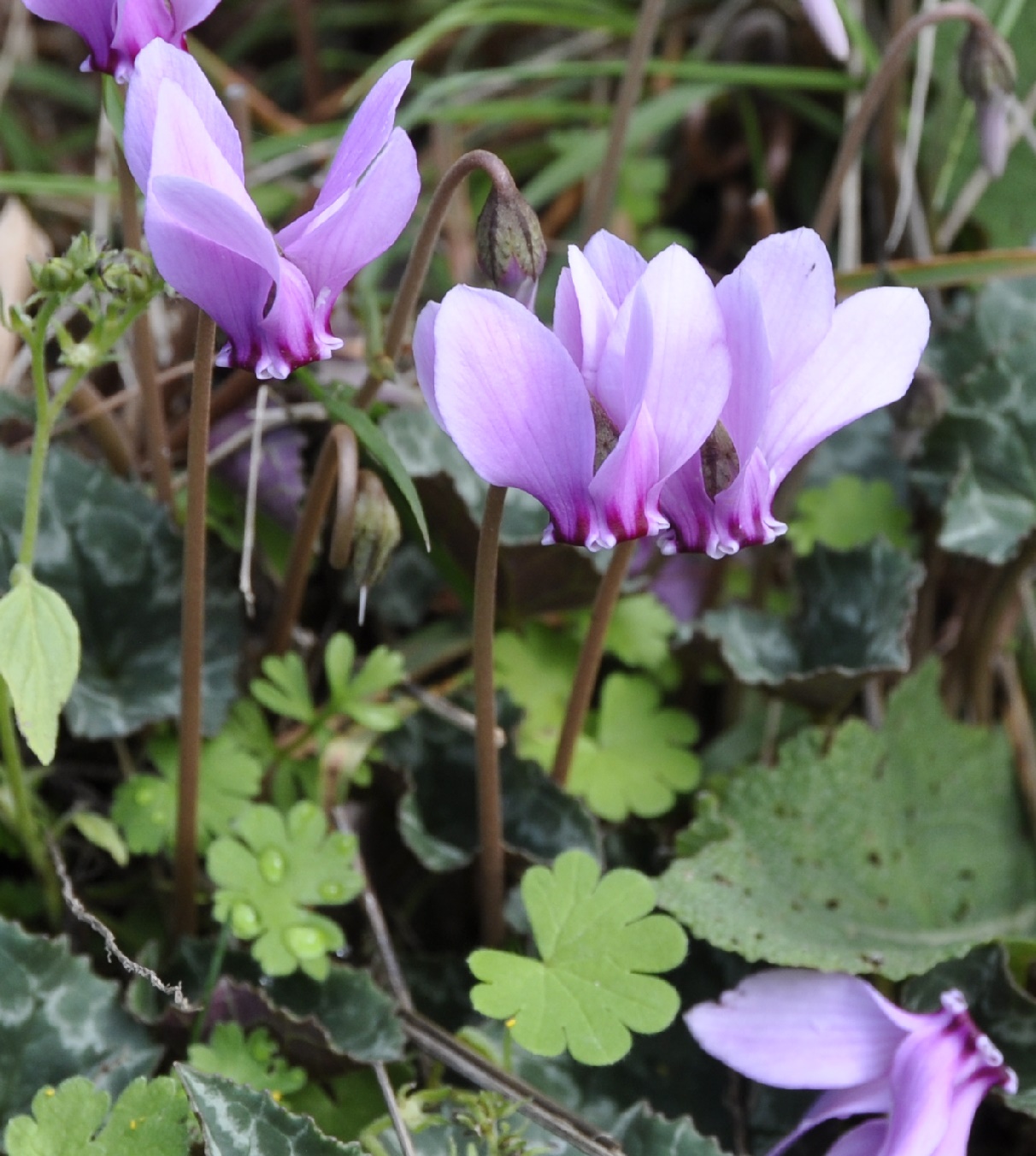 Изображение особи Cyclamen hederifolium.