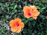 Hibiscus rosa-sinensis. Верхушки побегов с цветками. Израиль, г. Ришон-Ле Цион, в городском озеленении. 05.08.2016.