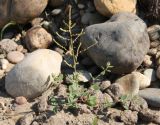 Chenopodium acuminatum. Цветущее растение. Хакасия, окр. с. Аршаново, на обочине дороги через барханы. 23.07.2016.