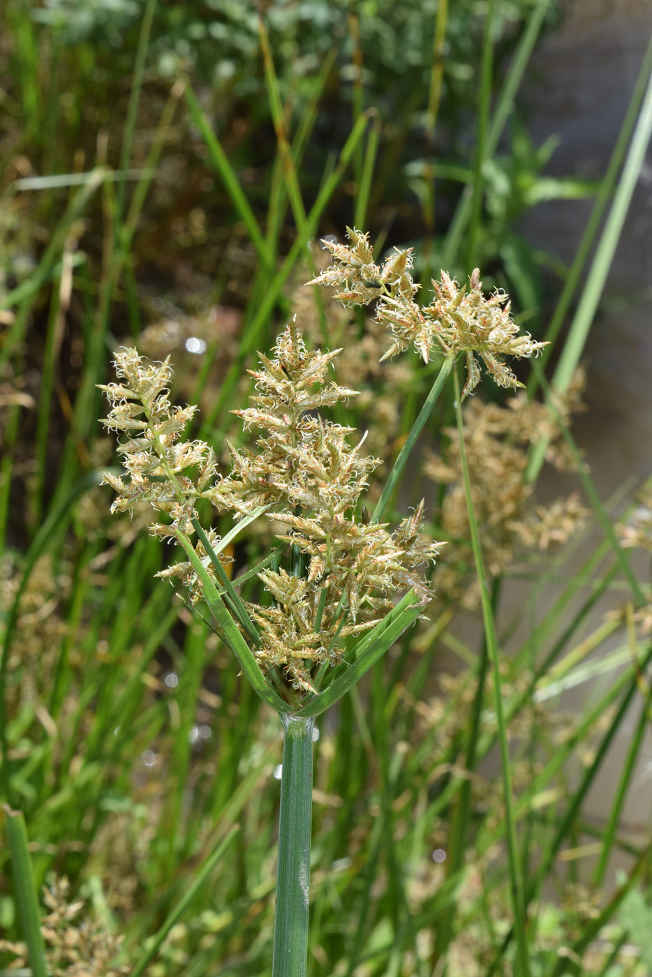 Изображение особи Juncellus serotinus.