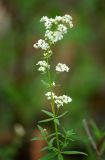 Galium boreale