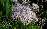 Achillea sergievskiana