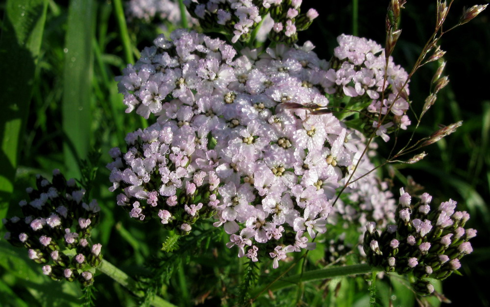 Image of Achillea sergievskiana specimen.