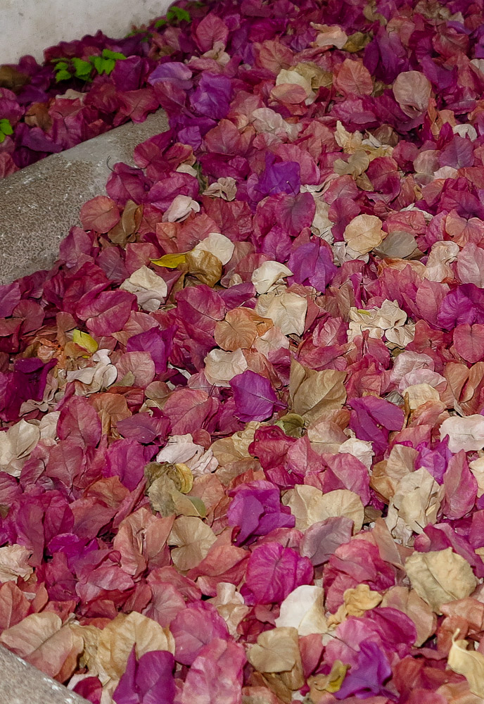 Image of genus Bougainvillea specimen.