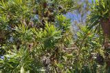 Banksia serrata. Ветви. Австралия, штат Квинсленд, о. Фрейзер, берег пресного озера Birrabeen. 11.08.2013.