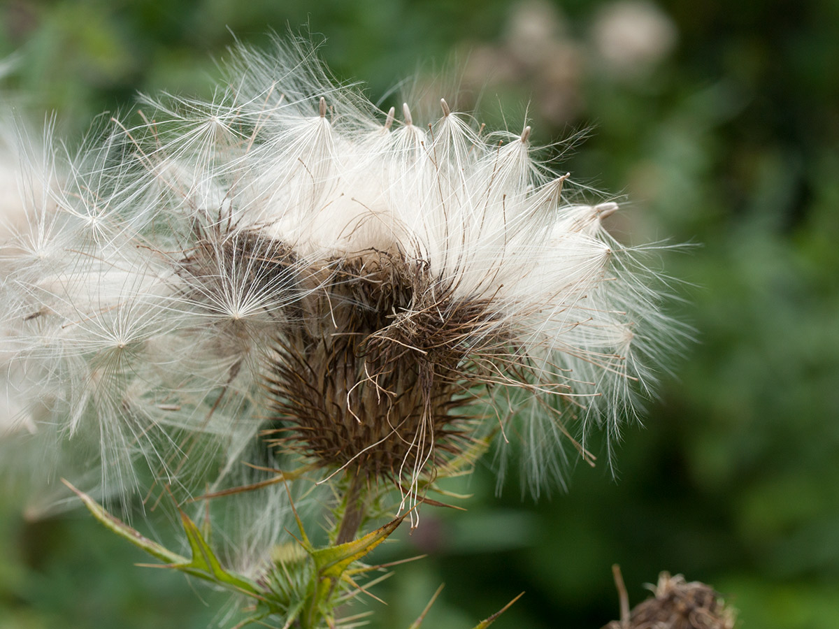 Image of Cirsium vulgare specimen.