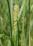 Carex riparia