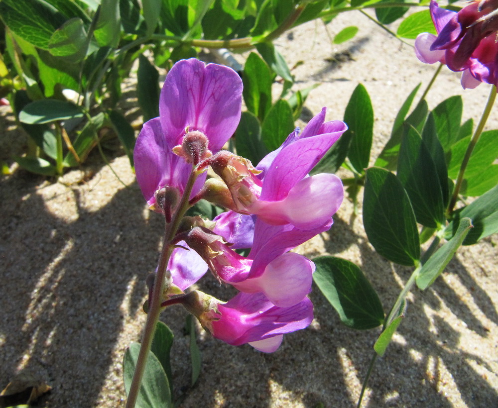 Image of Lathyrus japonicus ssp. pubescens specimen.