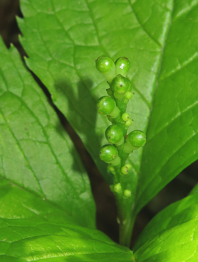 Изображение особи Chloranthus quadrifolius.