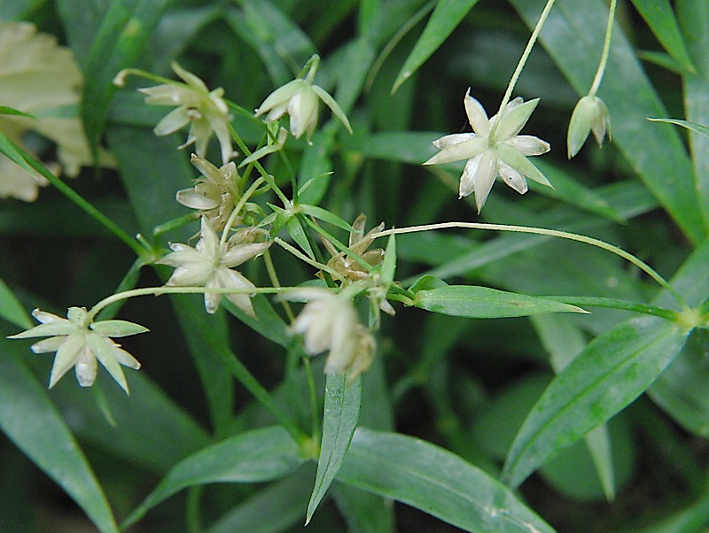 Изображение особи Stellaria holostea.