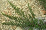 Artemisia littoricola