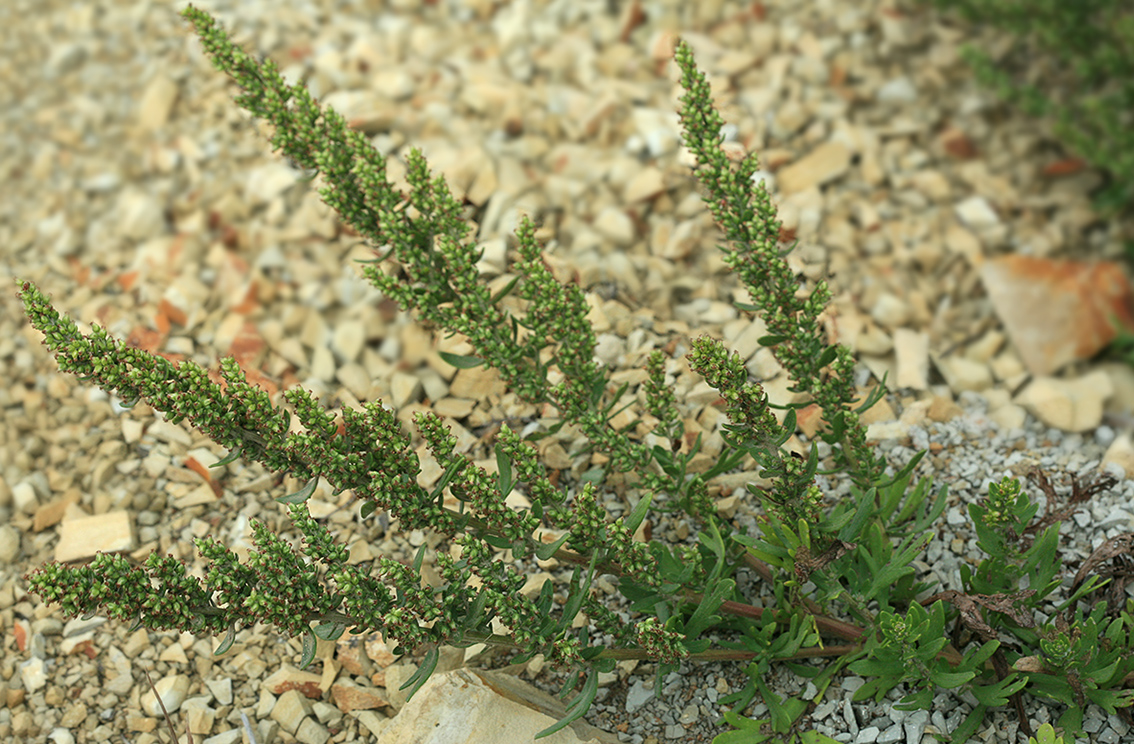 Image of Artemisia littoricola specimen.