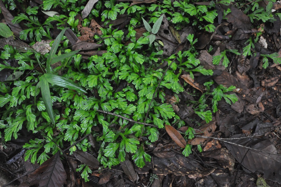 Изображение особи семейство Hymenophyllaceae.