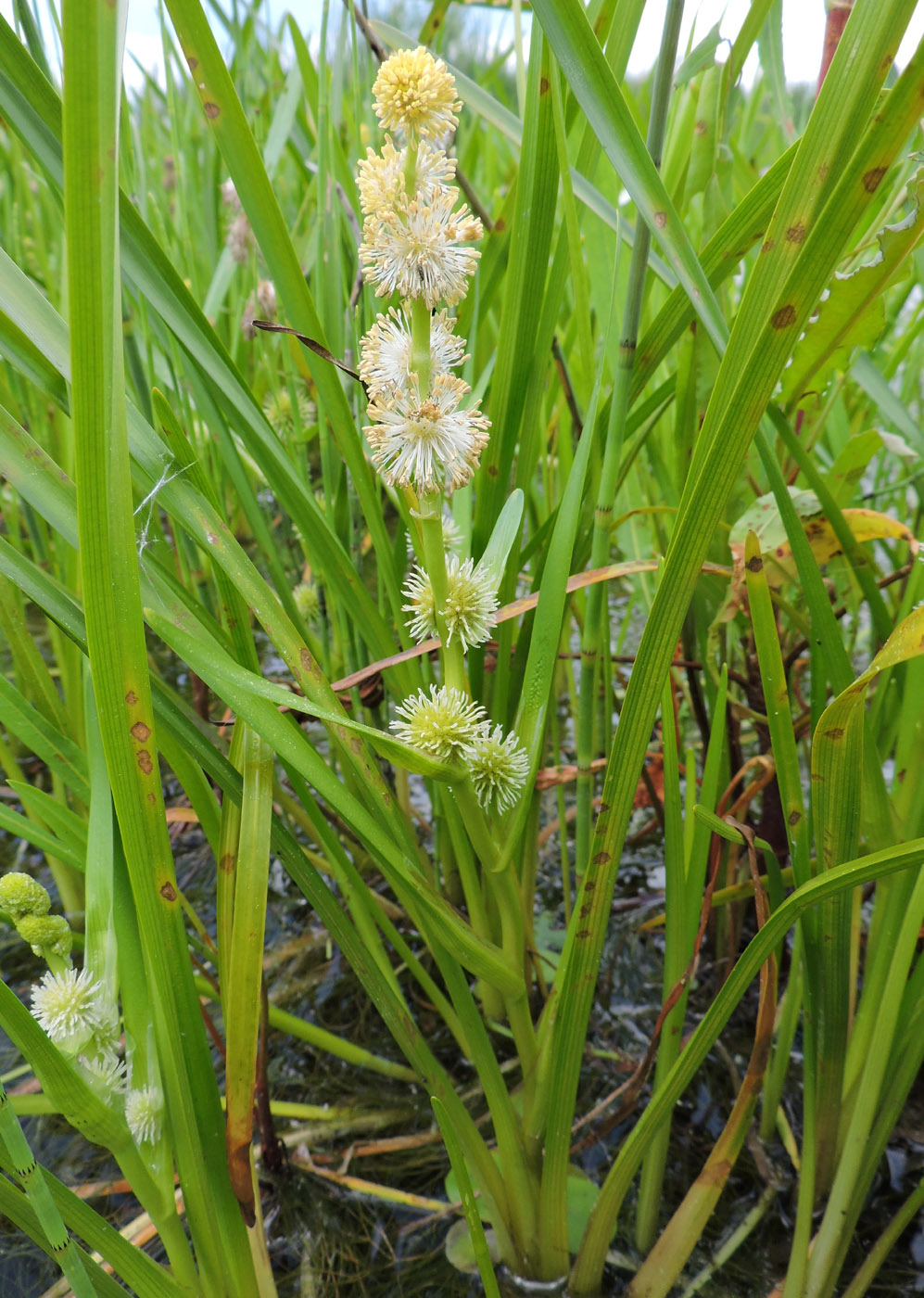 Image of Sparganium emersum specimen.