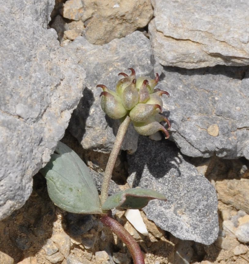 Изображение особи Ranunculus brevifolius.