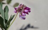 Lathyrus japonicus ssp. maritimus