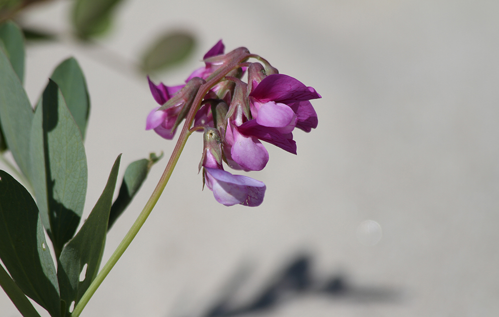 Image of Lathyrus japonicus ssp. maritimus specimen.