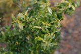 Buxus sempervirens