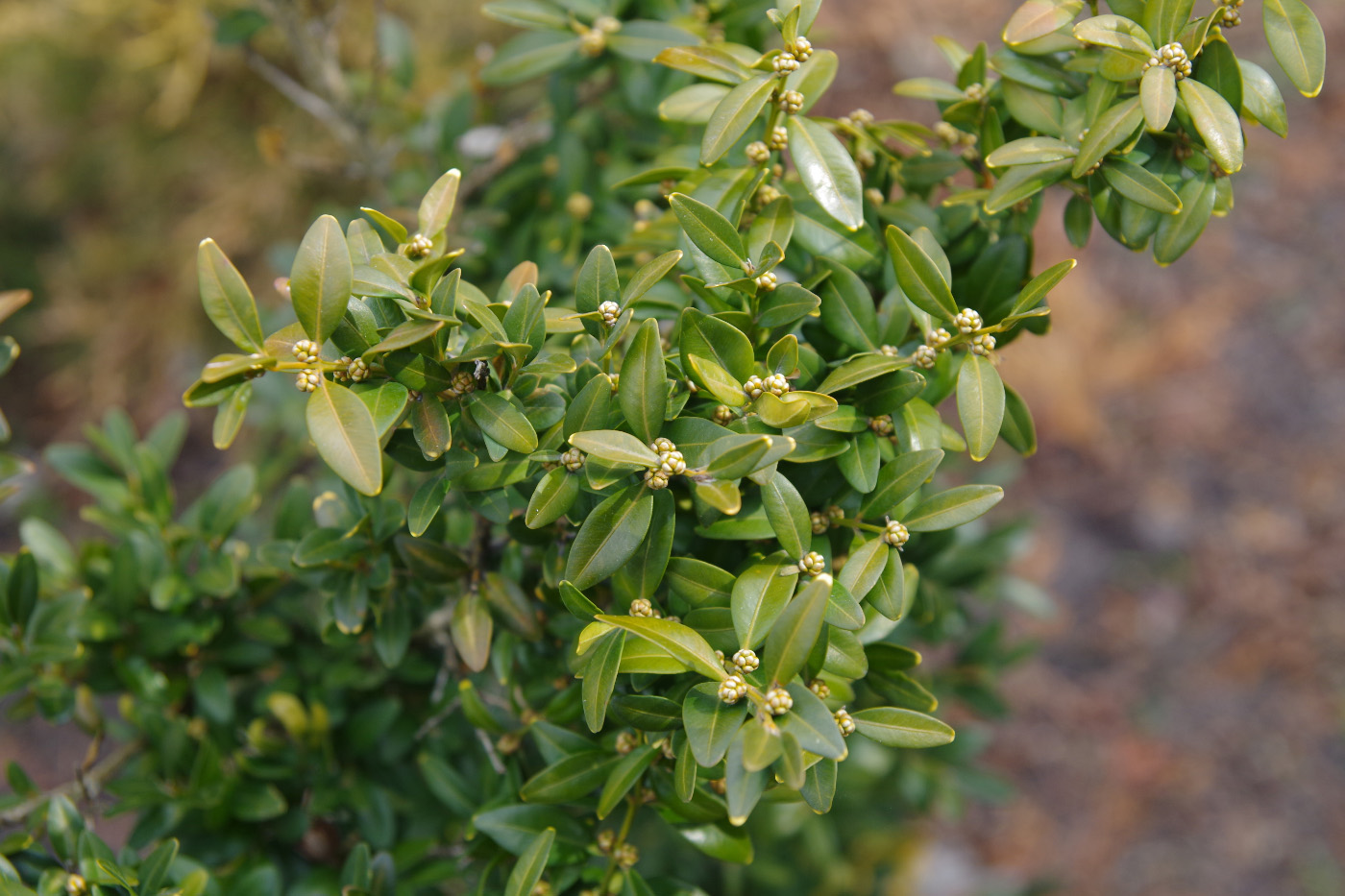 Image of Buxus sempervirens specimen.