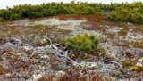 Pinus pumila
