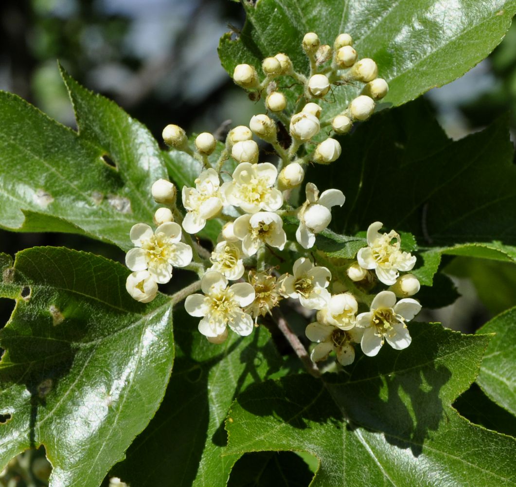 Image of Sorbus torminalis specimen.