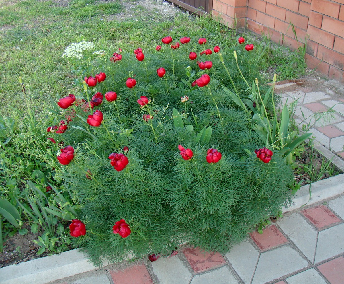 Image of Paeonia tenuifolia specimen.