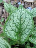 Brunnera macrophylla