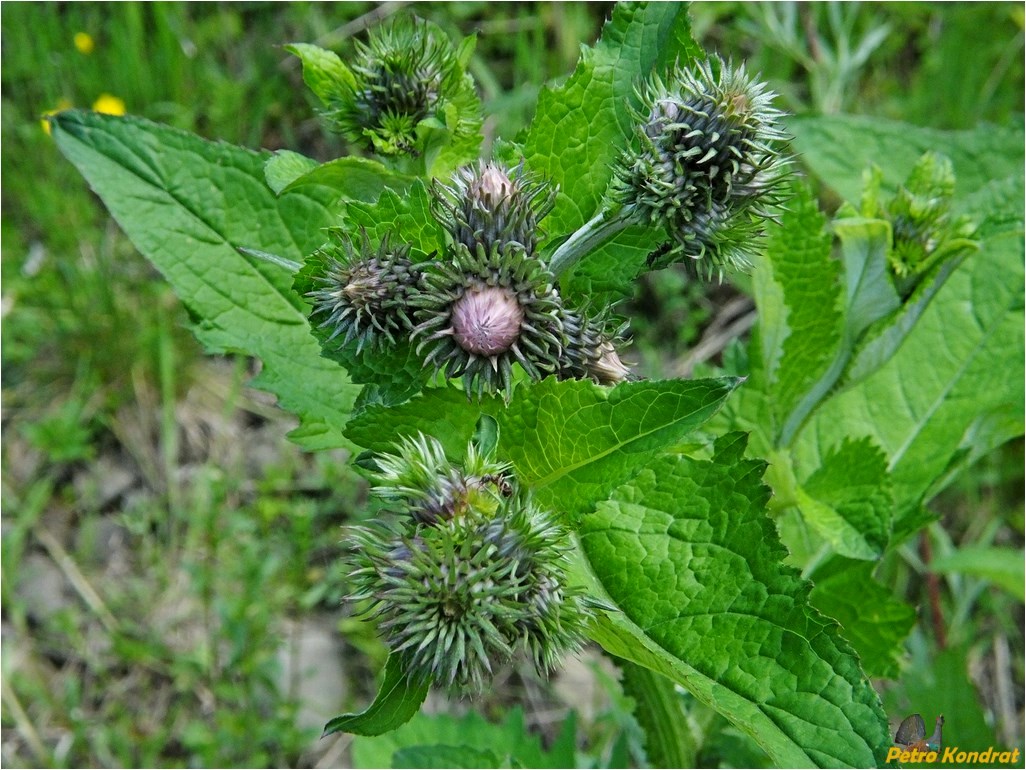 Image of Carduus bicolorifolius specimen.