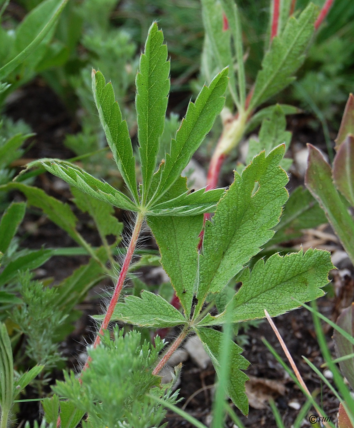 Изображение особи Potentilla recta ssp. pilosa.